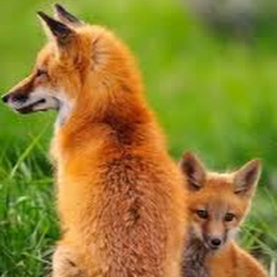 Fox and Fox 