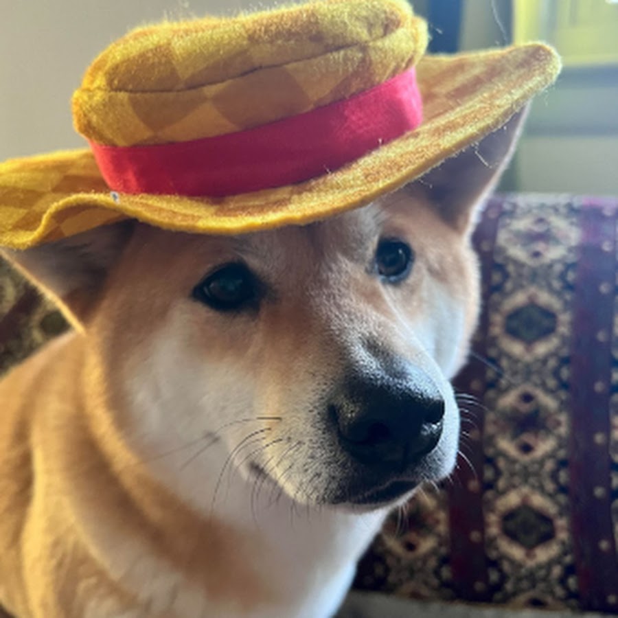 Exotic butter Guy 567 YouTube