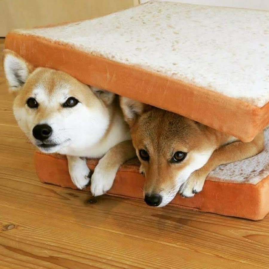 Shiba Inu YouTube