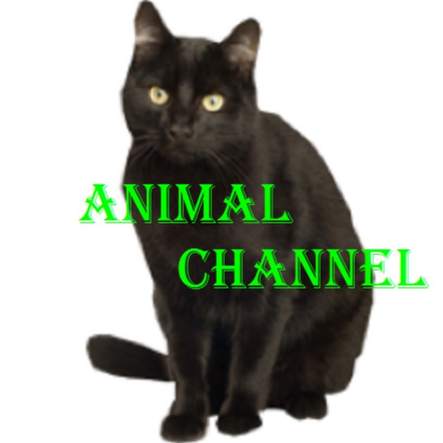 Animal Channel 2017 - YouTube