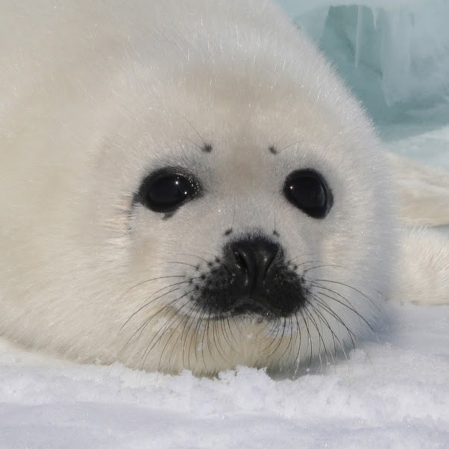 Harp Seal YouTube