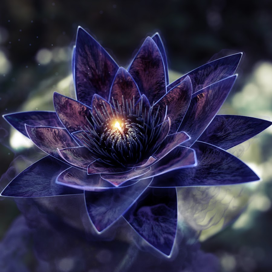 Lotus Flower Bomb YouTube