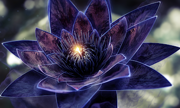 Who Wrote Lotus Flower Bomb