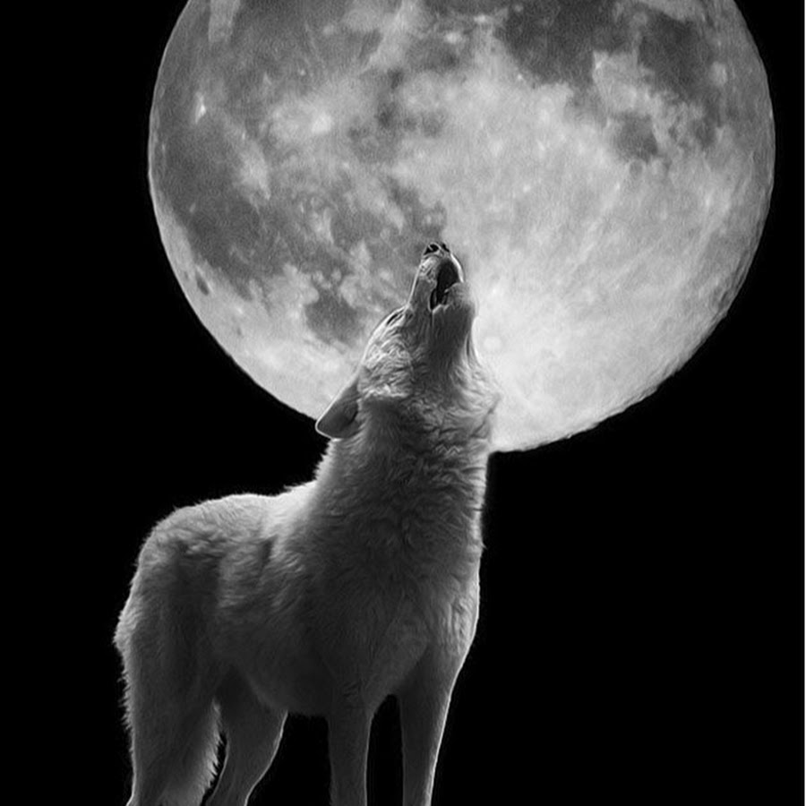Вой волка на луну песня. Волк воет на луну. Воющий волк. Волк и Луна. Белый волк воет на луну.