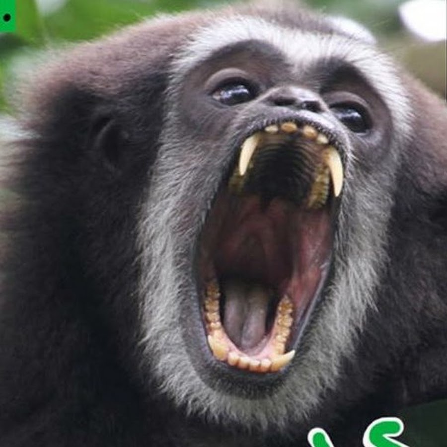 Gibbons Tail YouTube