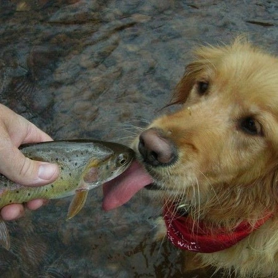 Dwight K. Schrute YouTube