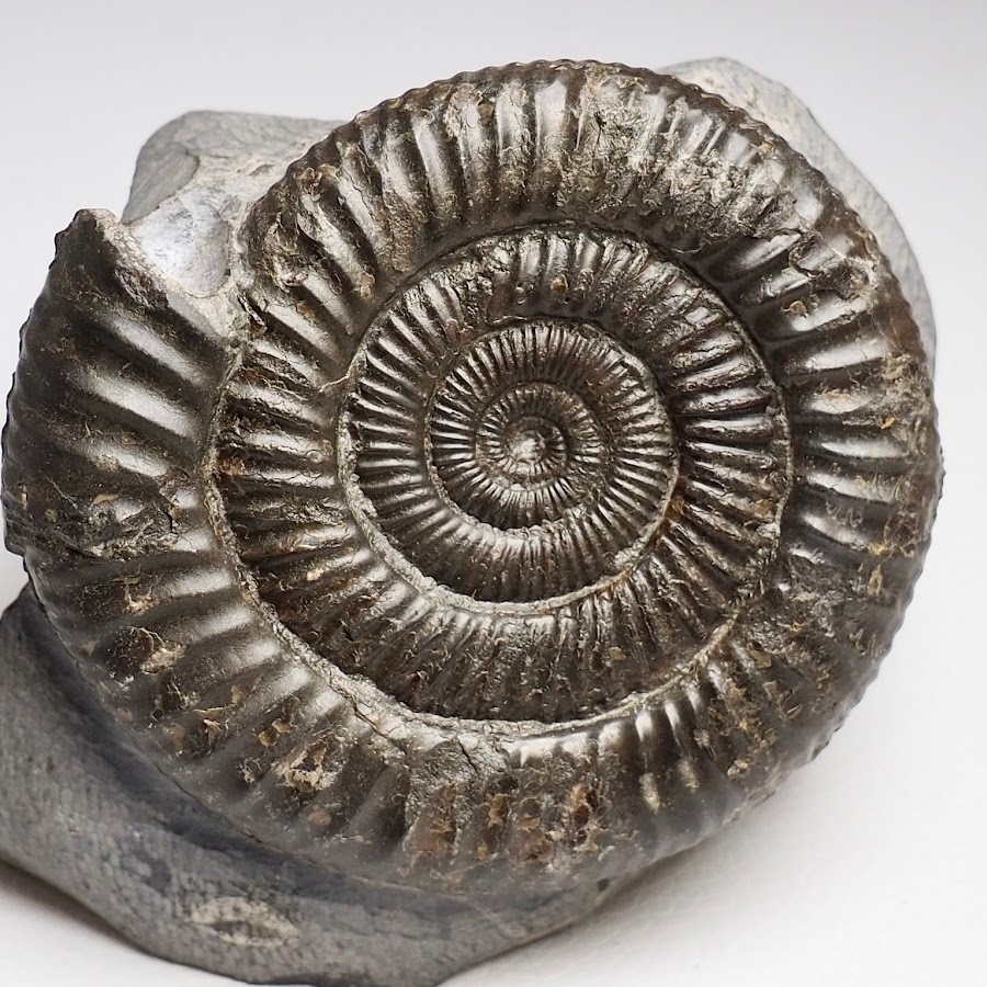 Whitby Fossils YouTube