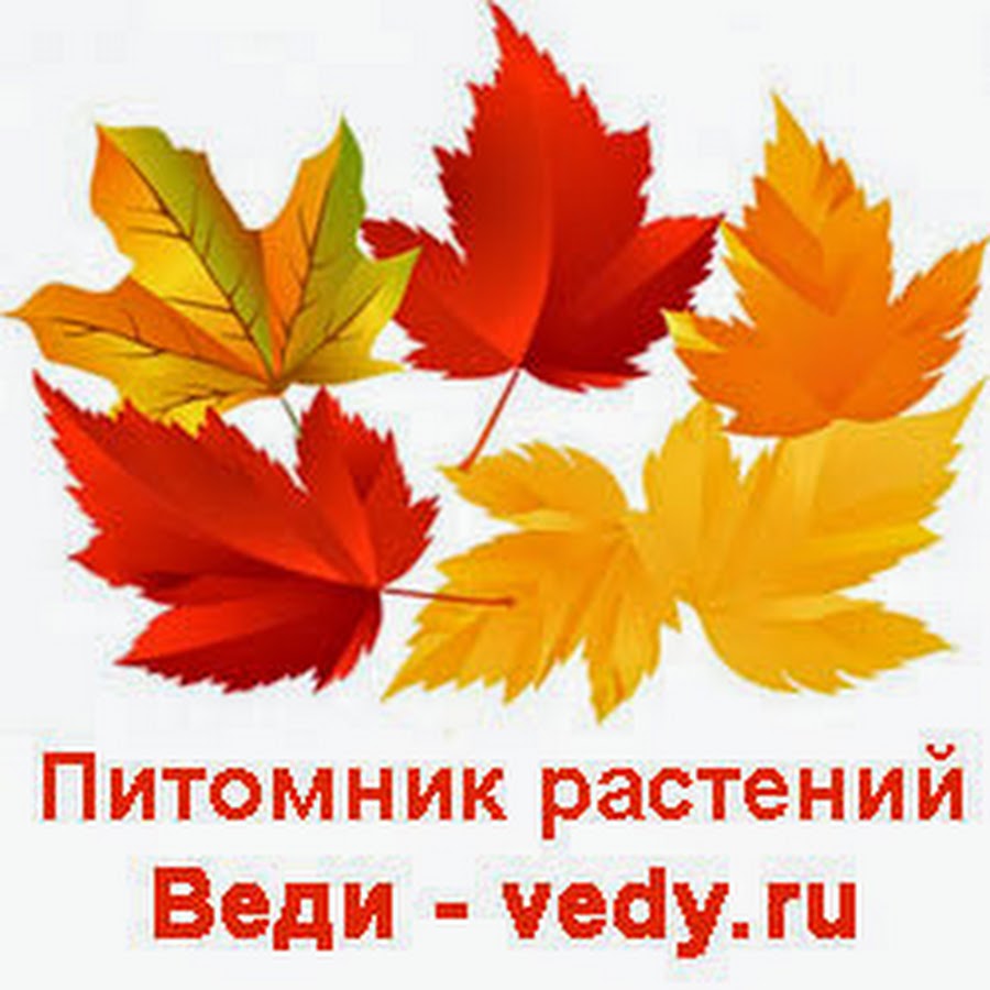 листья желтые детская. листья желтые детская. кленовый лист рисунок. листья желтые детская. Maple кленовый лист.