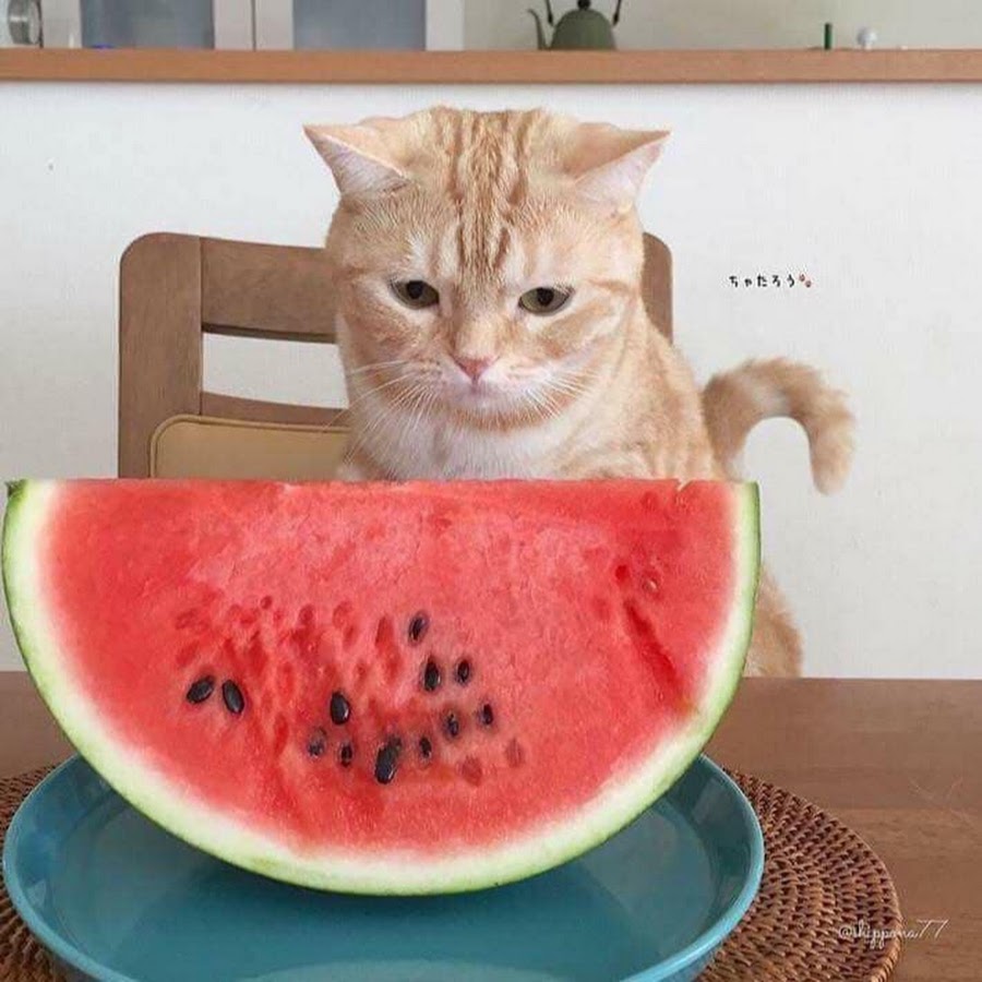 Арбуз кошкам. Кот ест Арбуз. Котенок ест Арбуз. Watermelon Мем. Котики арбузики.