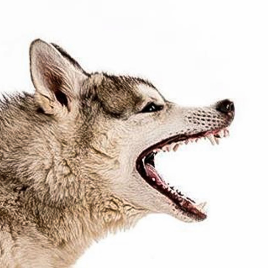 TOP DOGS husky and malamute YouTube