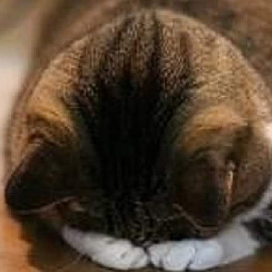 Кот обиделся. Кот обиделся. Обиженный котик. Спящий кот. Кот обиделся.