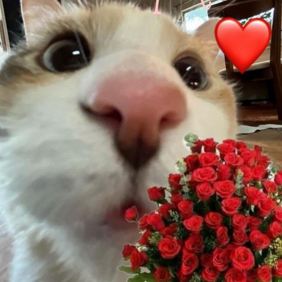 Fallout 4 doki doki. Fallout 4 doki doki. Сайори доки доки. Ddlc сайори. Ддлк гача клуб.