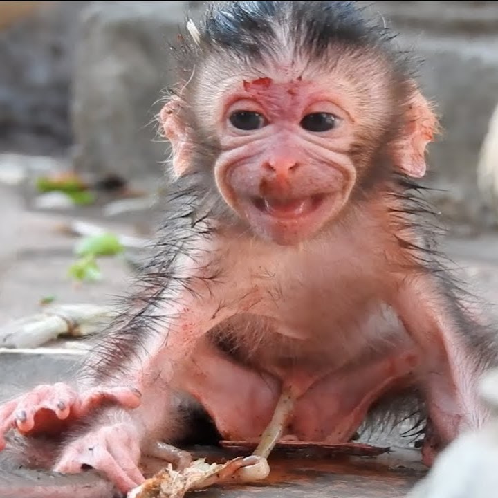 24+ Orangutan Ape