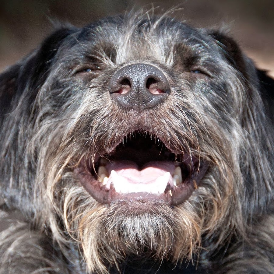 Seal Beach Animal Care Center YouTube