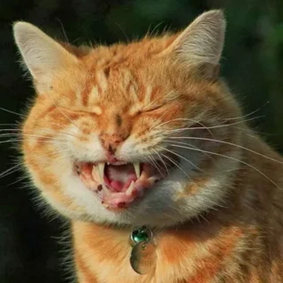 Том круз смеется мем. Малыш улыбается. Точно смех. Человек, который смеется. Лопнул от смеха.