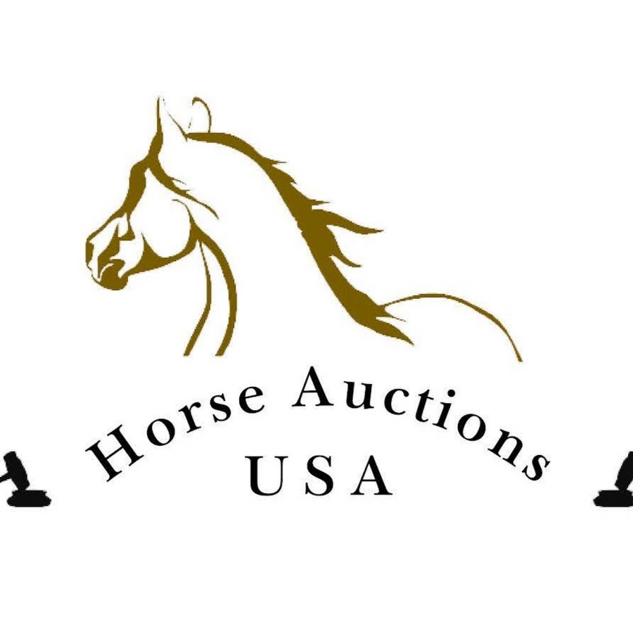 Horse Auctions USA YouTube