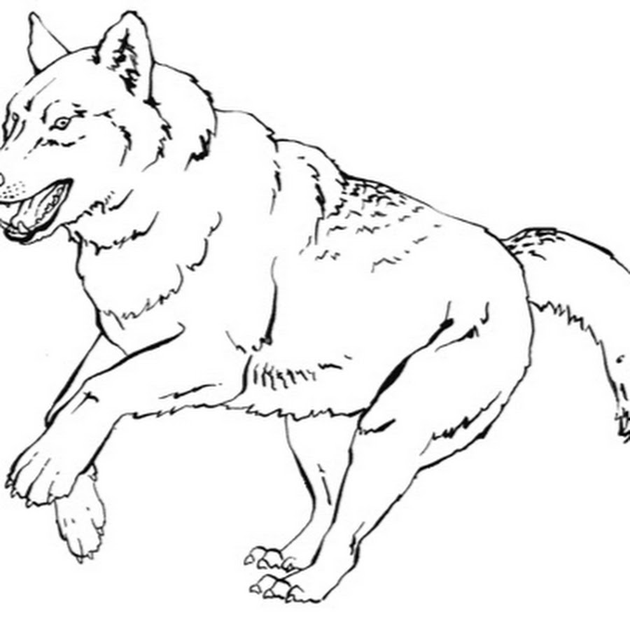 Волк картинка распечатать. Раскраска волк. Волк раскраска для детей. Красный волк раскраска. Волок раскраска для детей.
