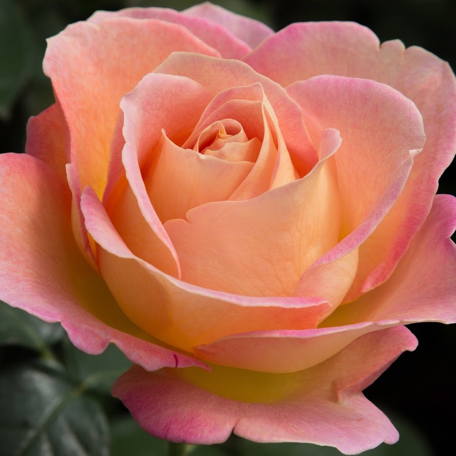 La Fleur de la Paix YouTube