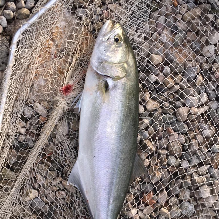 Fish Catcher Bal k Avc s YouTube