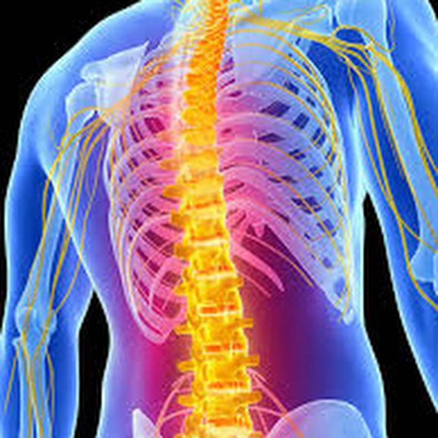 Importance of Spinal Cord!!! YouTube