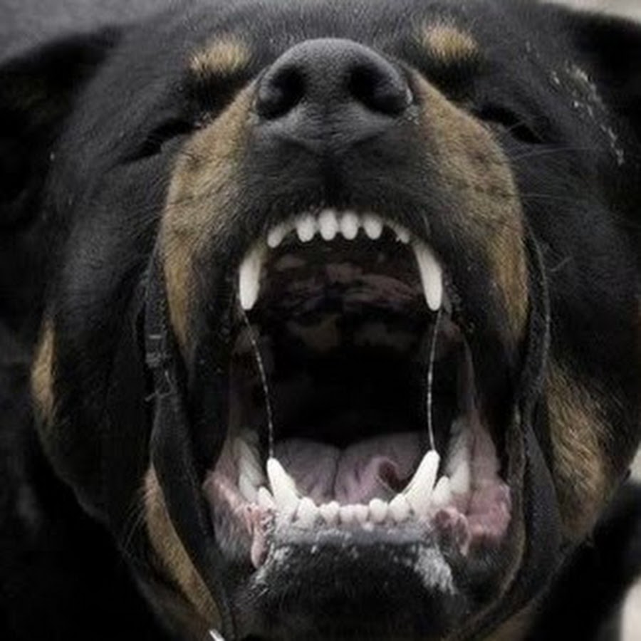 Много злых собак. Много злых собак. Много злых собак. Стая собак. Бродячие собаки в городе.