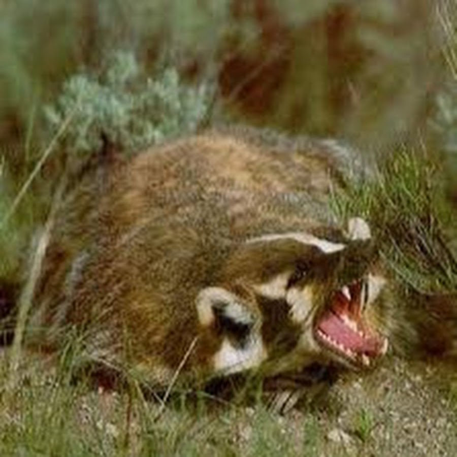 The Golden Badger YouTube