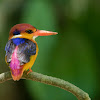 Wildlife Thailand 