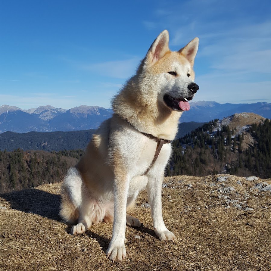 Cali The Japanese Akita / Akita Inu 