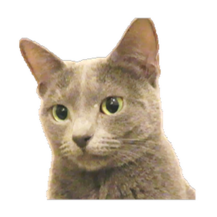 Cats Channel YouTube