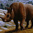 Wooly Rhino avatar