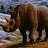 Wooly Rhino avatar