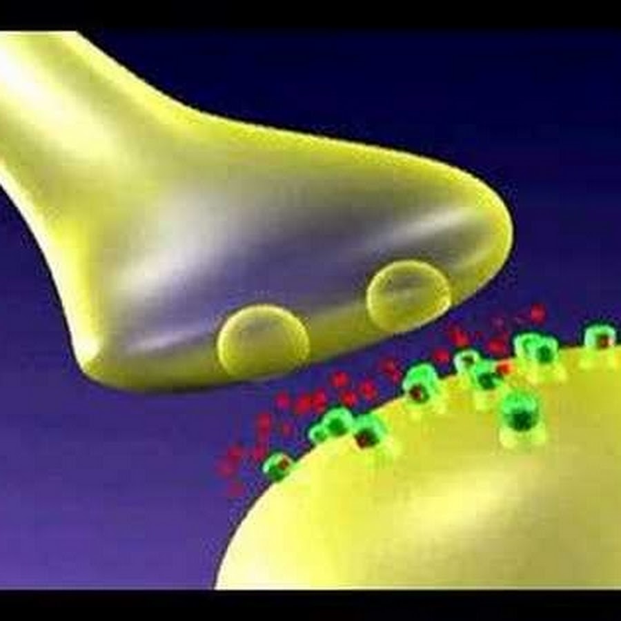 NeuropeptideS YouTube