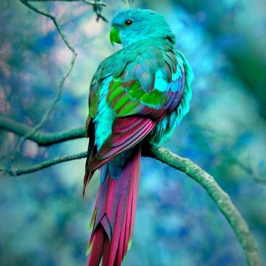 Birds are Awesome - YouTube