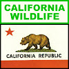 American Wildlife 