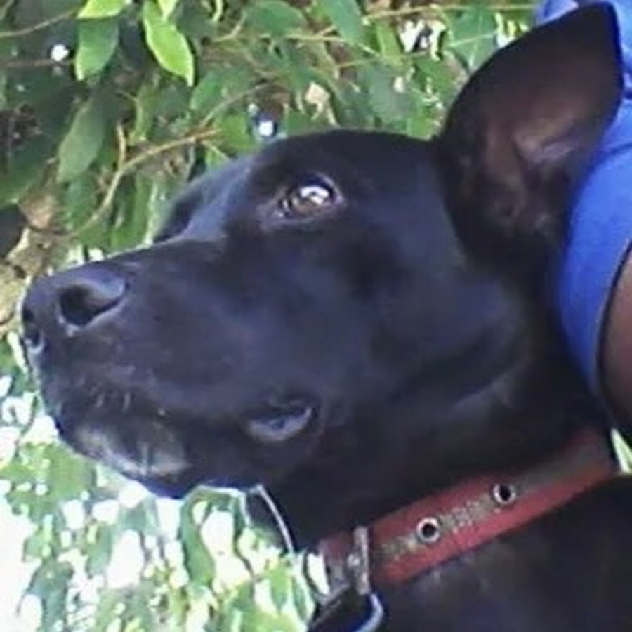 the-flash-dog-youtube