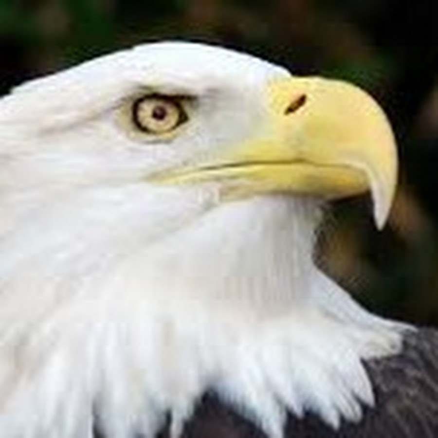 Peter nguyen essay jesus image