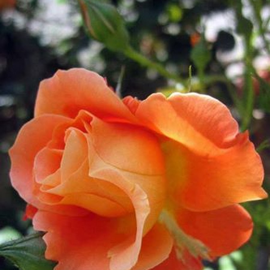 Абрикосовые розы