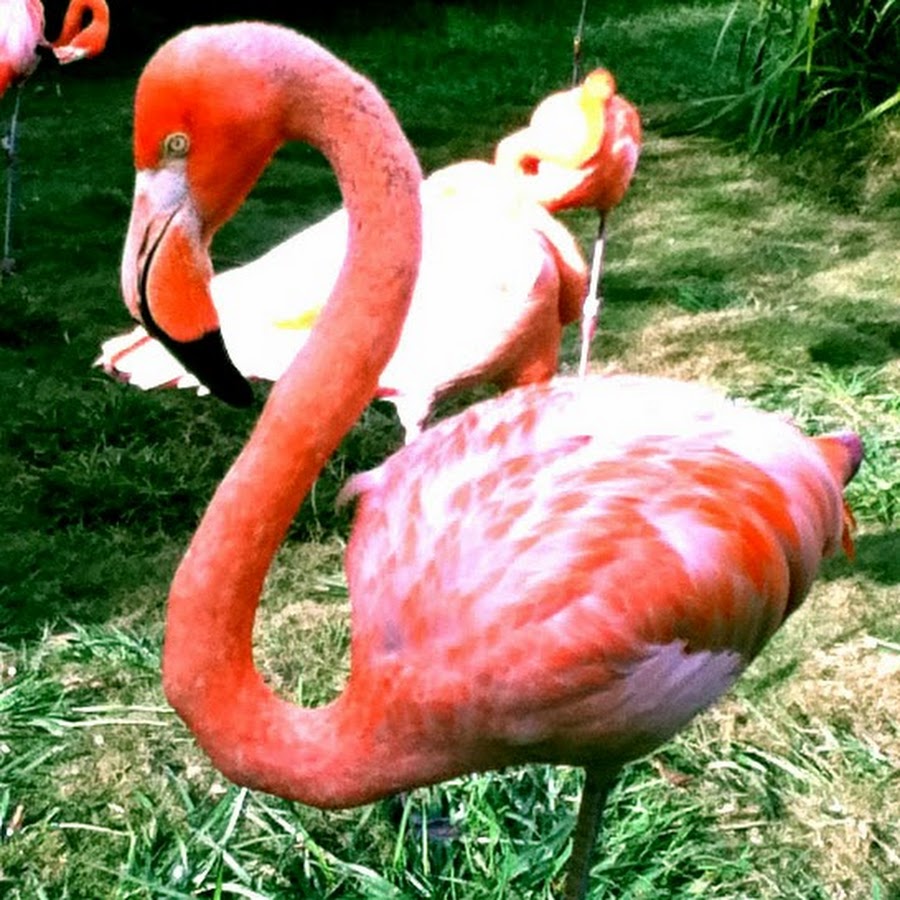 ! Funny Cute Animal Videos - YouTube