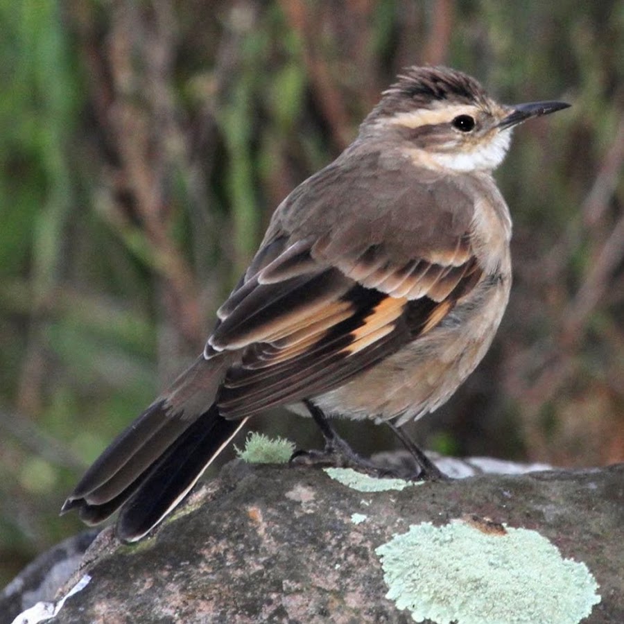 BirdingBrazilTours 