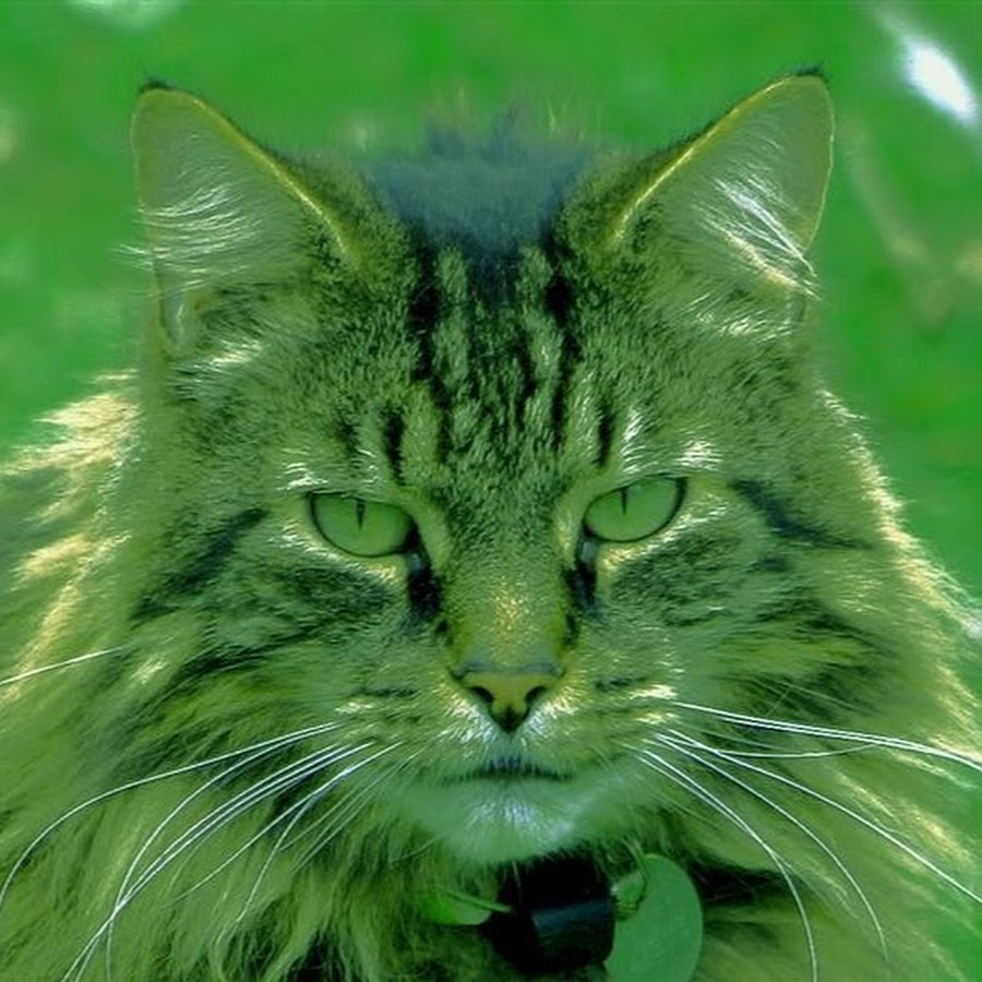почему кот зеленый. салатовая кошечка. зеленый кот. зеленый кот порода. зеленый кот варна.