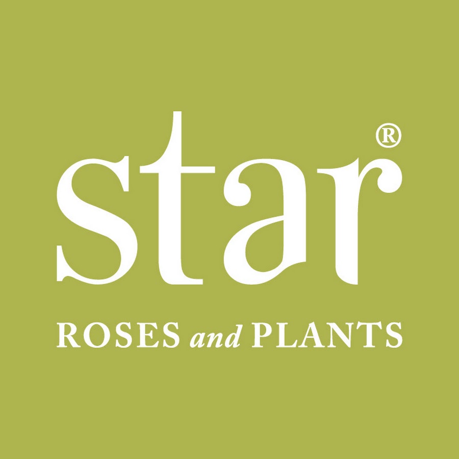 Star® Roses and Plants 