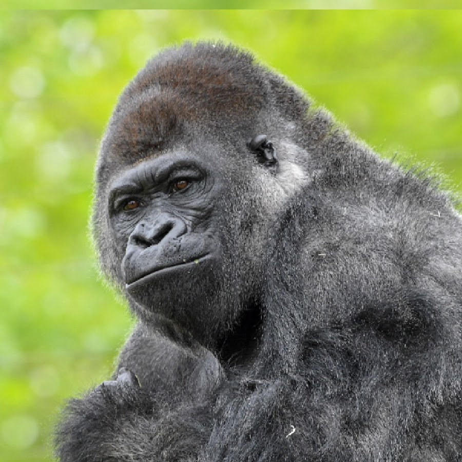 human person - YouTube