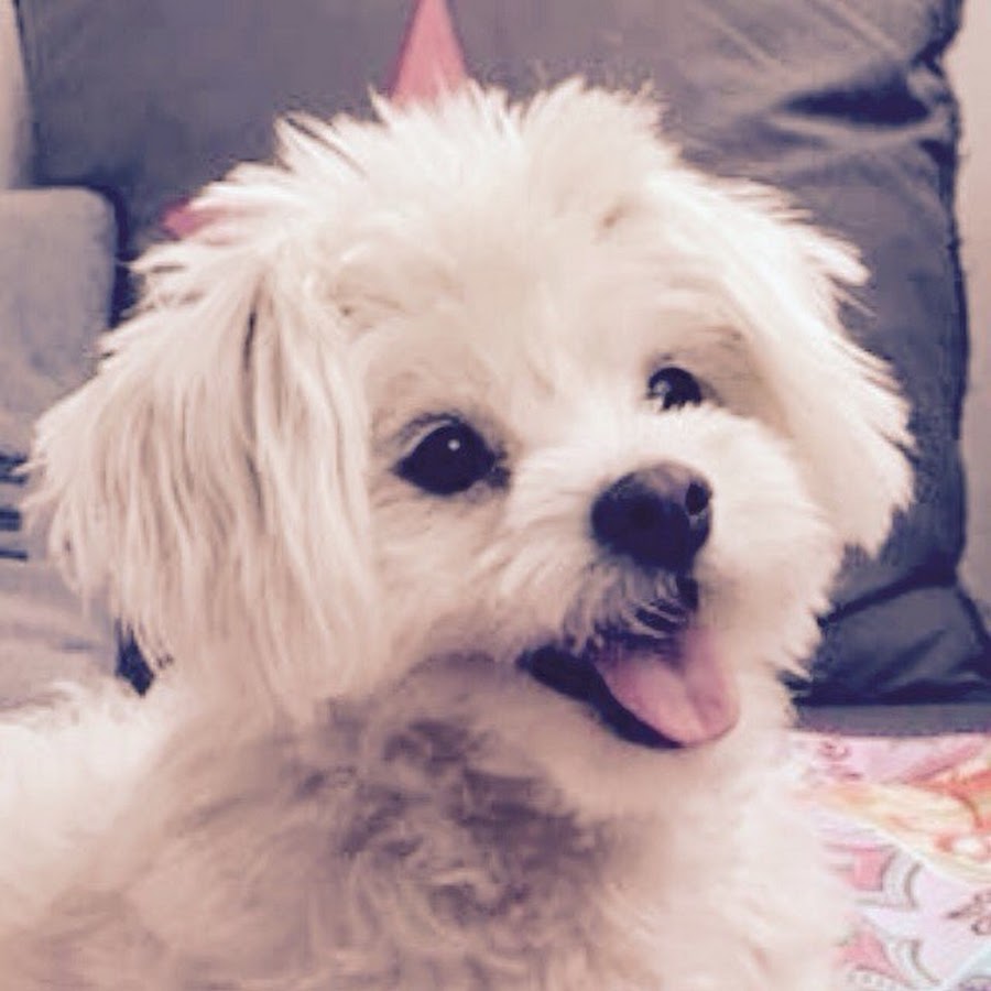 Mein Hund Und Ich YouTube