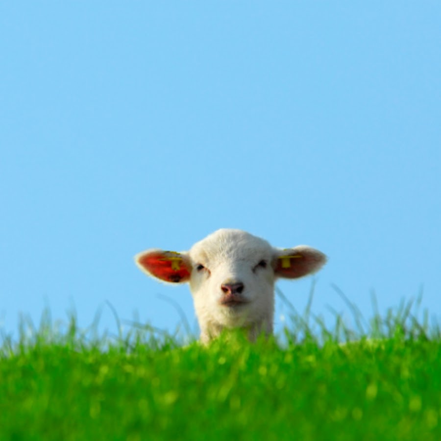 Wandering Sheep YouTube