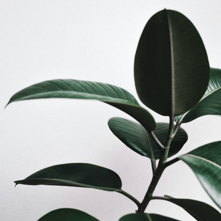 Lotus Healing - YouTube