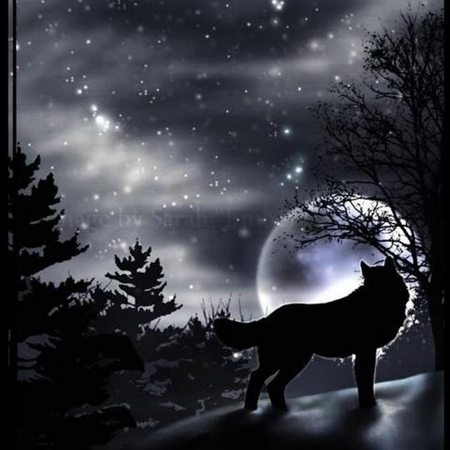 Волк в ночи. Волк и Луна. Волк ночь Луна. Волчица ночью.