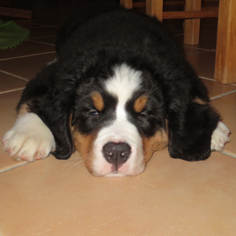 Berner experience YouTube