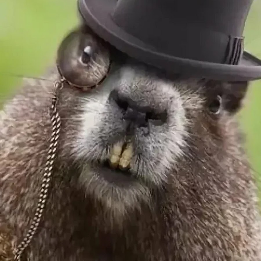 Лысый бобер картинки