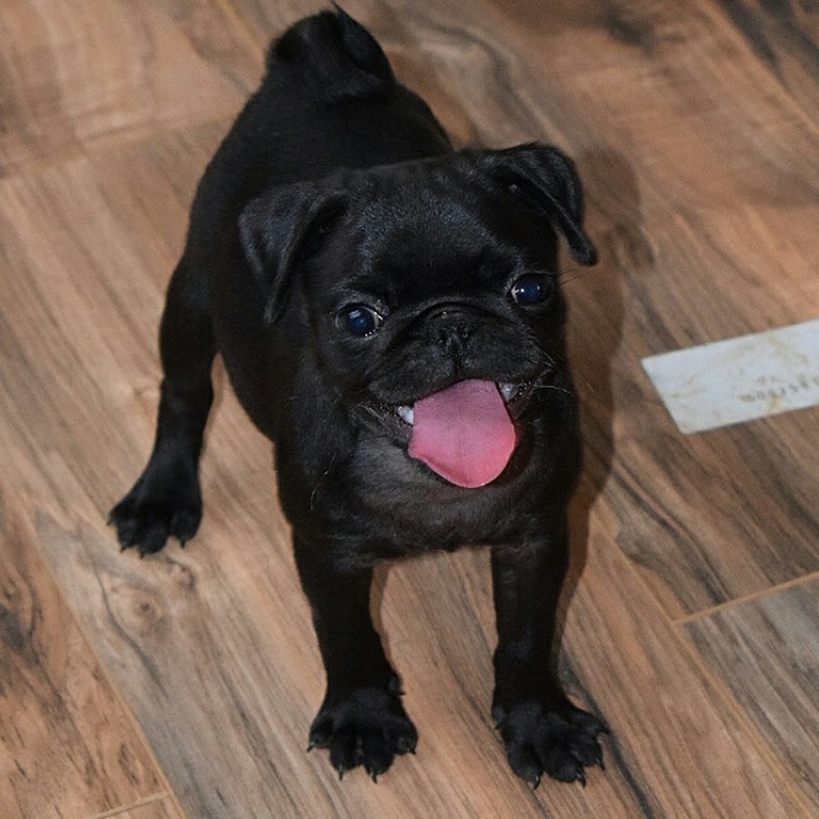 Uzgoj i prodaja pasa pasmine Mops(Pug) YouTube