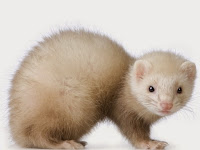 16+ Best Way To Cut Ferrets Nails Background